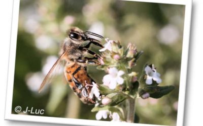 Après les Mayas, les Abeilles